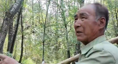 74歲老人43年造林3000畝